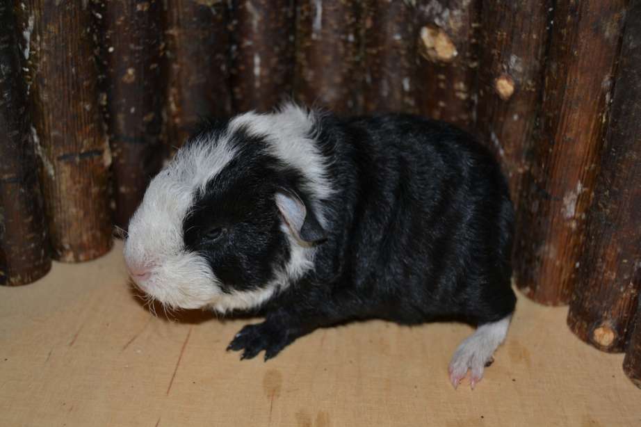 Henriette
