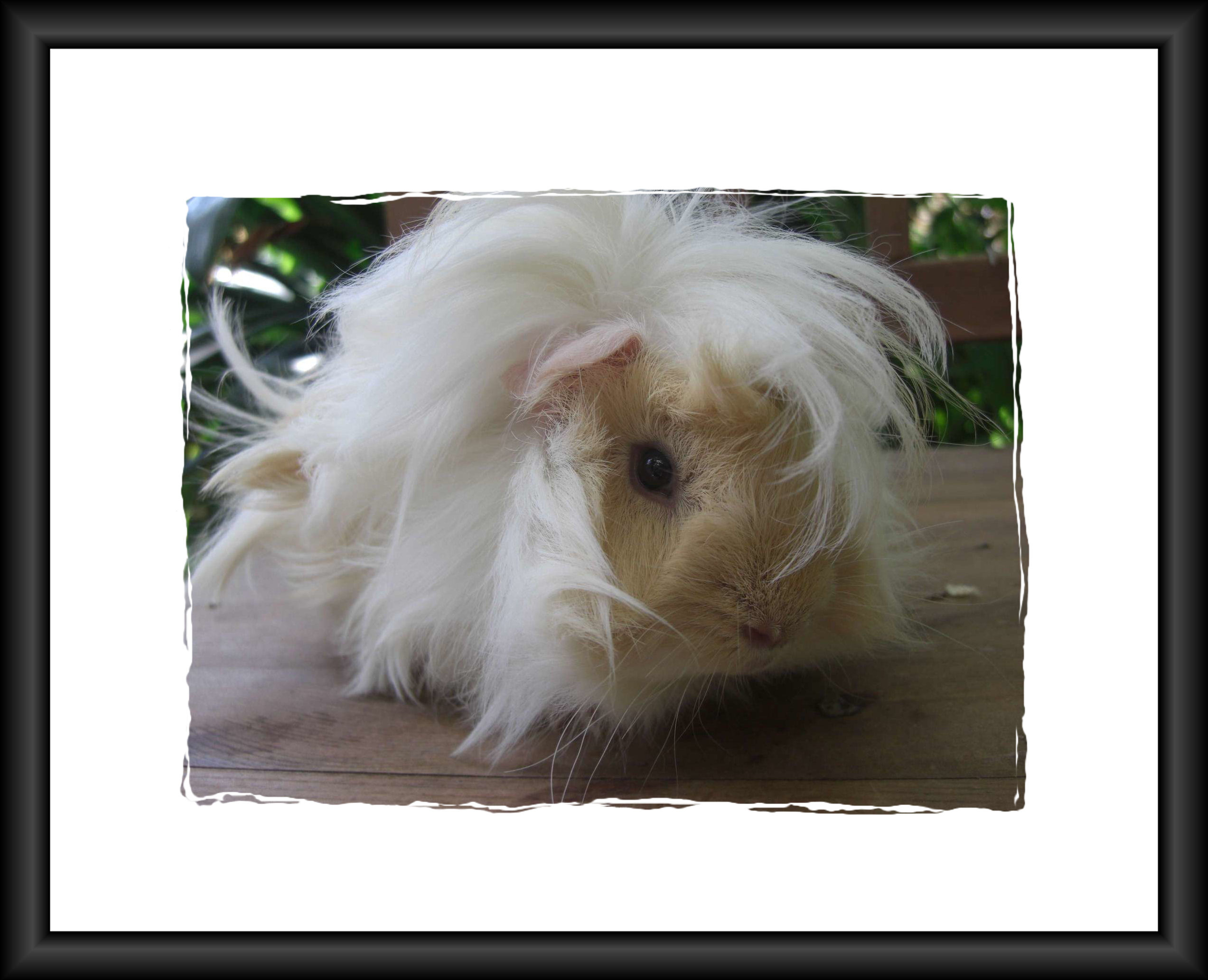 Ivanesco2kleinrahmeb