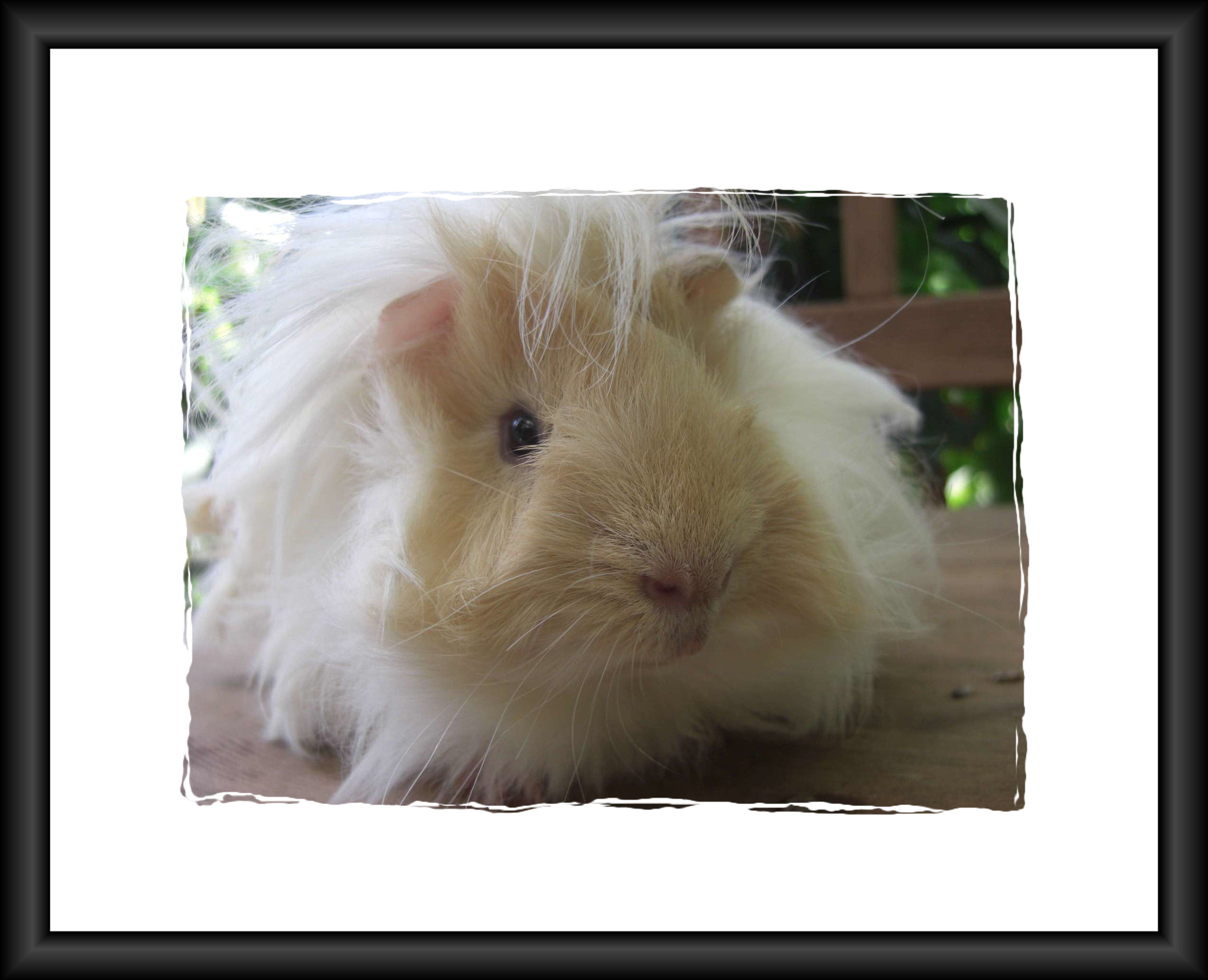 Ivanesco3kleinrahmen