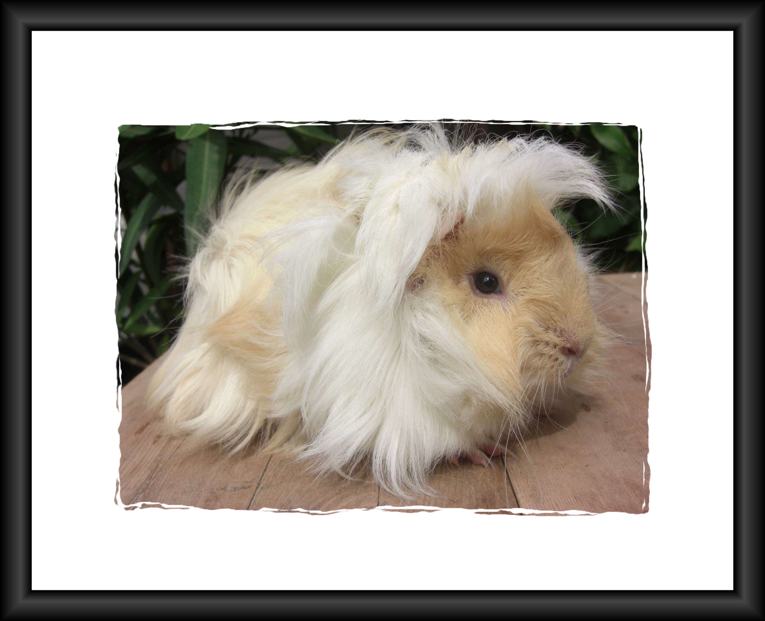 Ivanesco5kleinrahmen