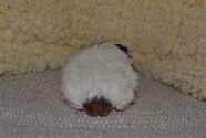 Albert1