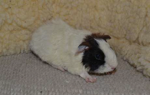 Albert2