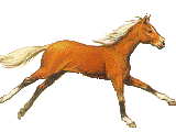 galoop