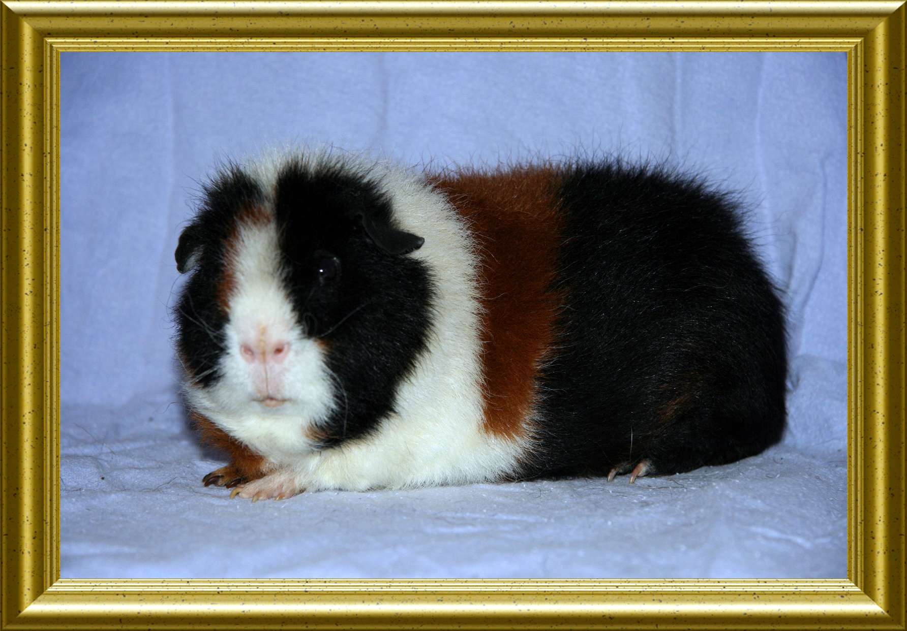 hp schwein Juli 2011 037