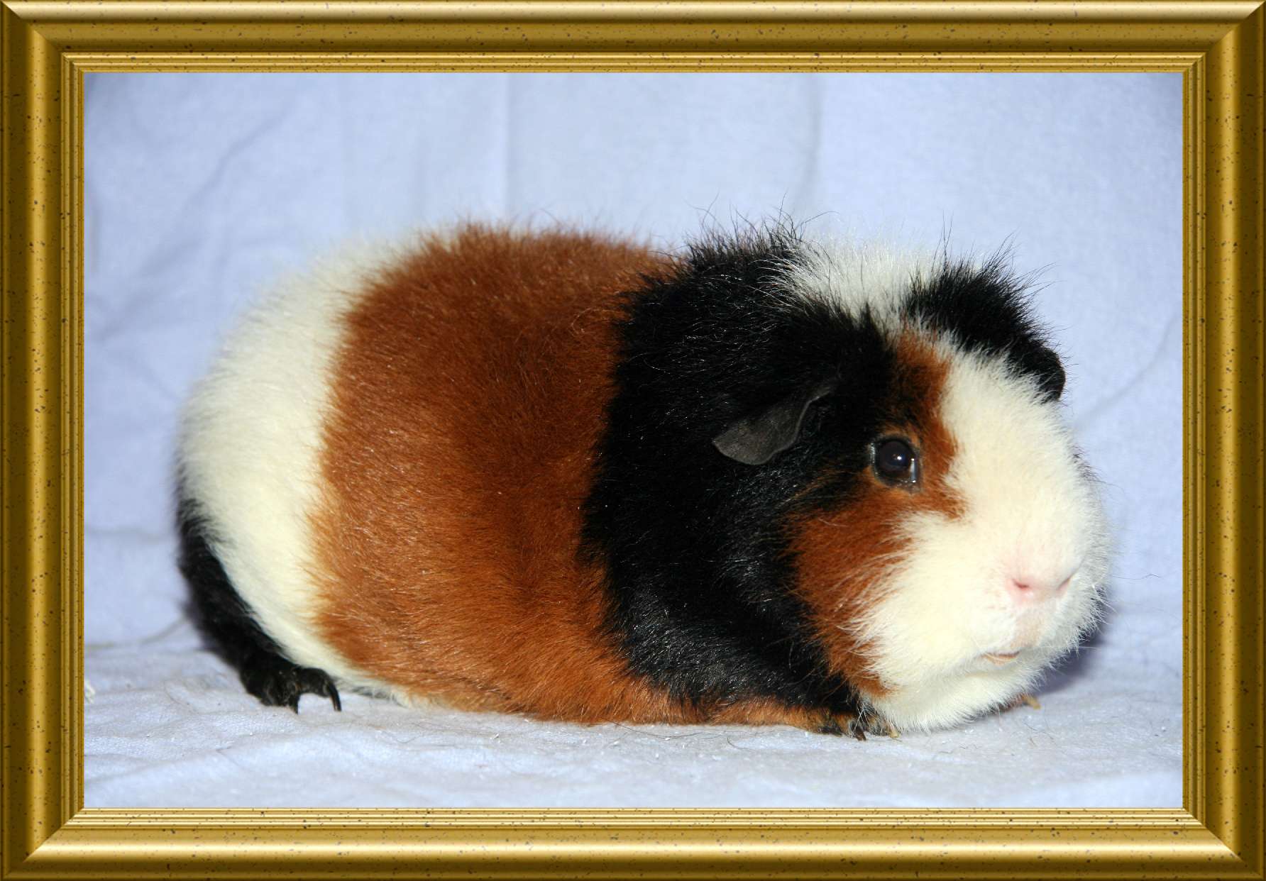 hp schwein Juli 2011 064