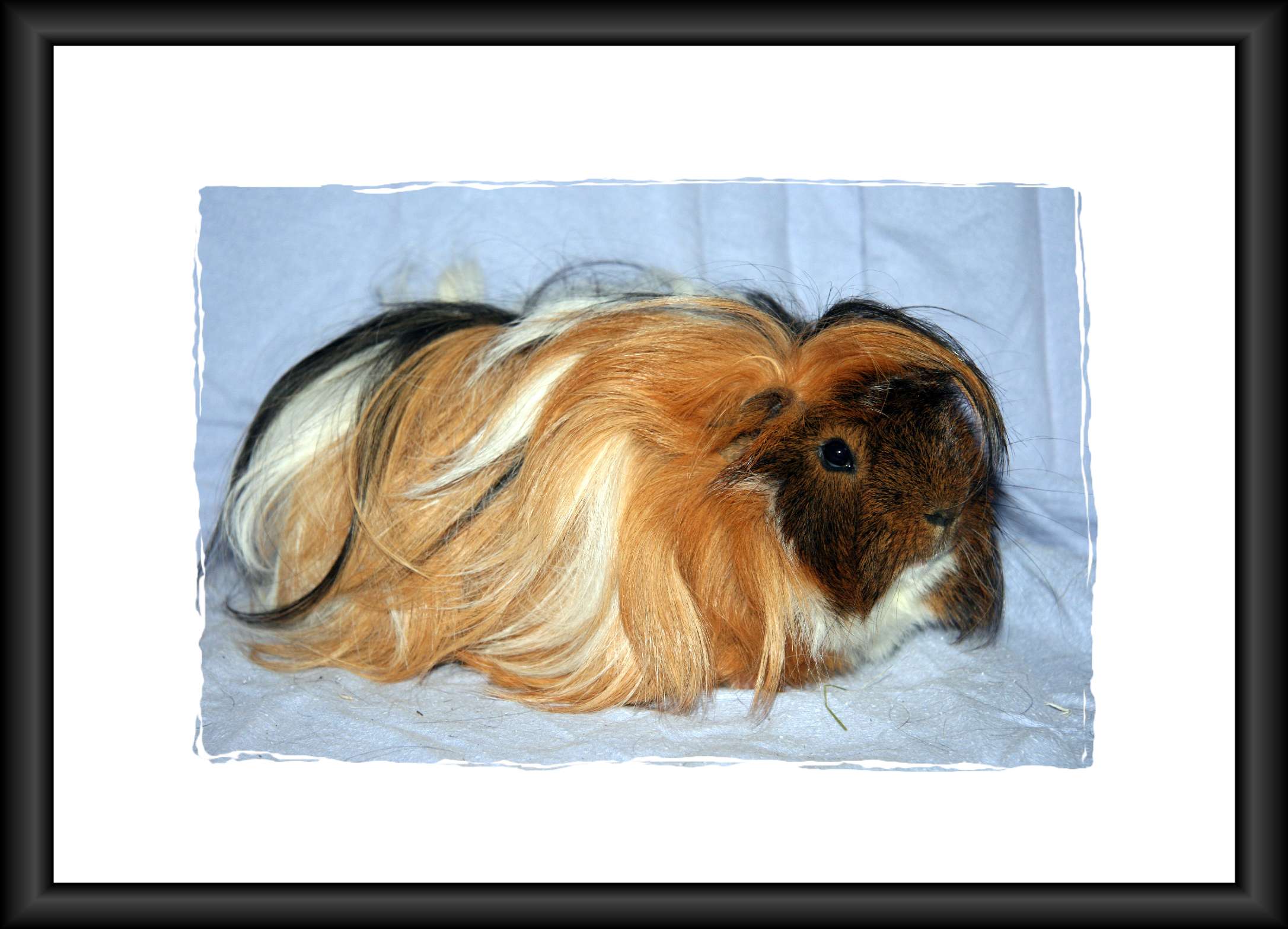 hp schwein Juli 2011 121